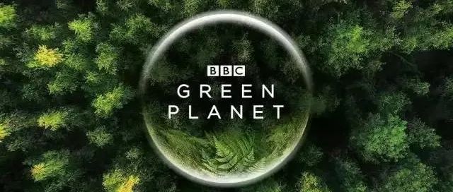 BBC开年神作新鲜出炉！首部沉浸式聚焦植物纪录片《绿色星球》