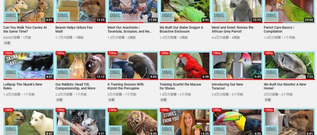 令人大开眼界的动物科普剧《Animal Wonders》动物奇观