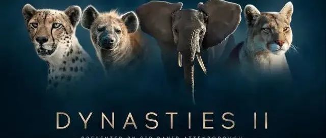 BBC史诗纪录片《王朝》~带孩子感受动物世界里的竞争与温柔