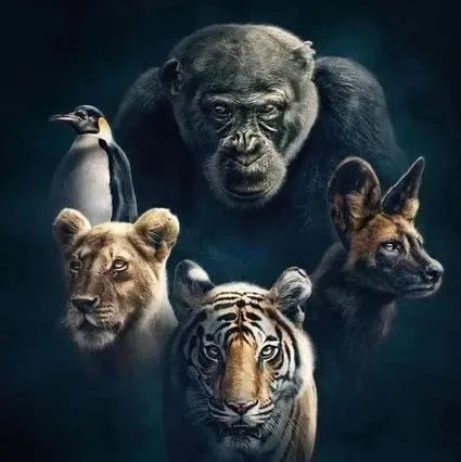 超赞！豆瓣9.9分，BBC最棒的8部纪录片